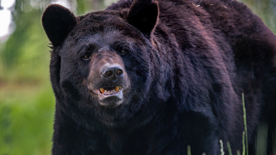 Stort björnlotteri i Minnesota