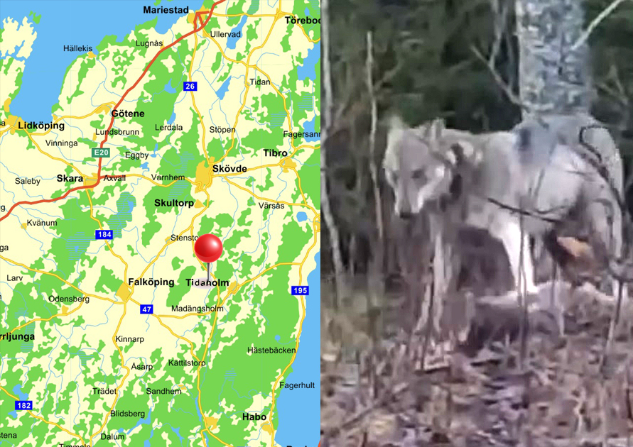 Film: Okänd GPS-märkt varg äter rådjur utanför Tidaholm
