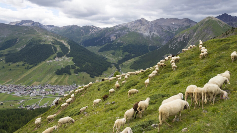 Schweiz förbereder folkomröstning om vargjakt