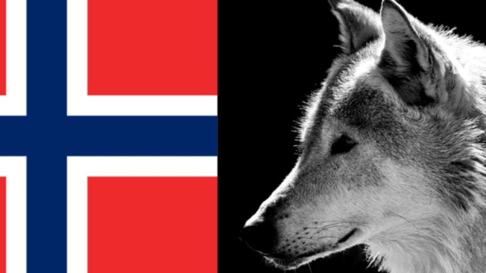 Rovdata visar nedgång av norska vargstammen