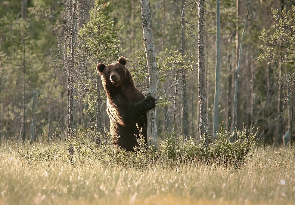 Björnstammarna växer – ligger långt över målen: ”För låg avskjutning”