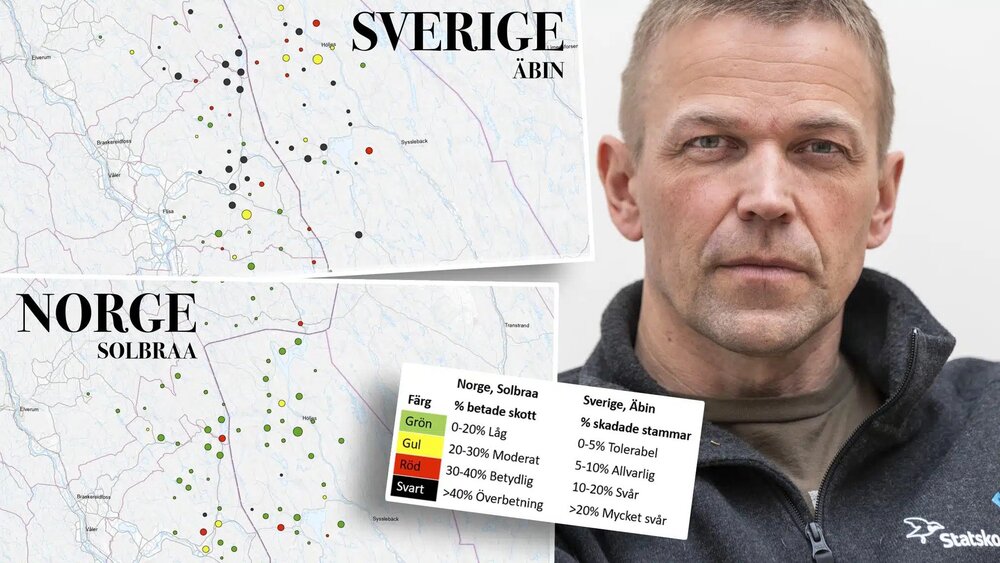 Norska skogschefens kritik mot svensk älgförvaltning: ”Det finns en stor frustration”